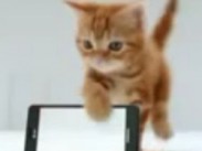Video: Samsung Galaxy S II und ein Katzenbaby Video: Samsung Galaxy S II und ein Katzenbaby