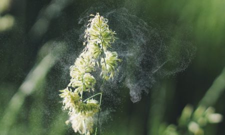 Pollen