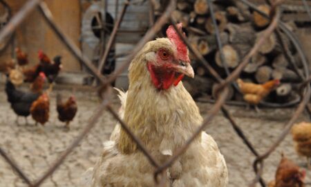 Huhn Chicken