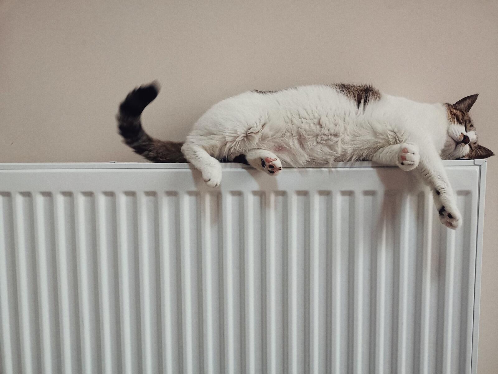 Heizung Katze