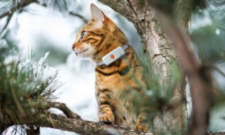 Cat 1 With Weenect Xs White Edition