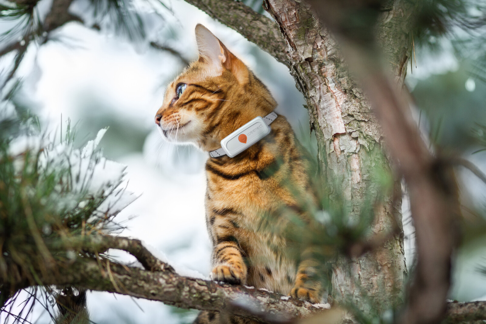 Weenect XS Der kleinste GPSTracker für Haustiere