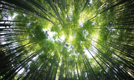 Wald Natur Umwelt